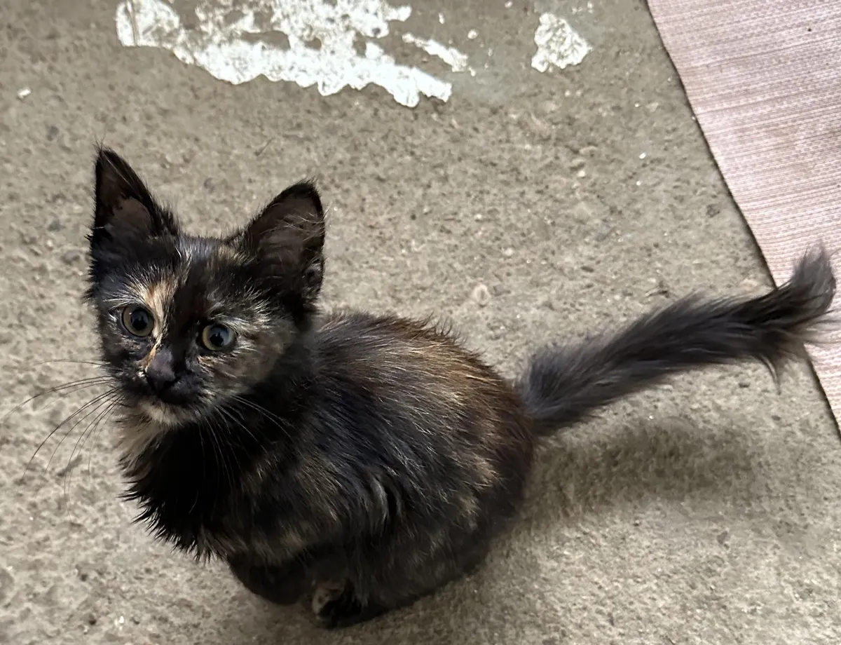 Found her outside crying, very skinny. Named her Artemis 