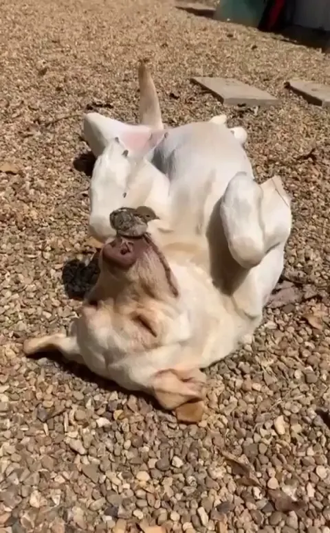 Animals don’t always love with each other but when they do, it’s ultimately genuine