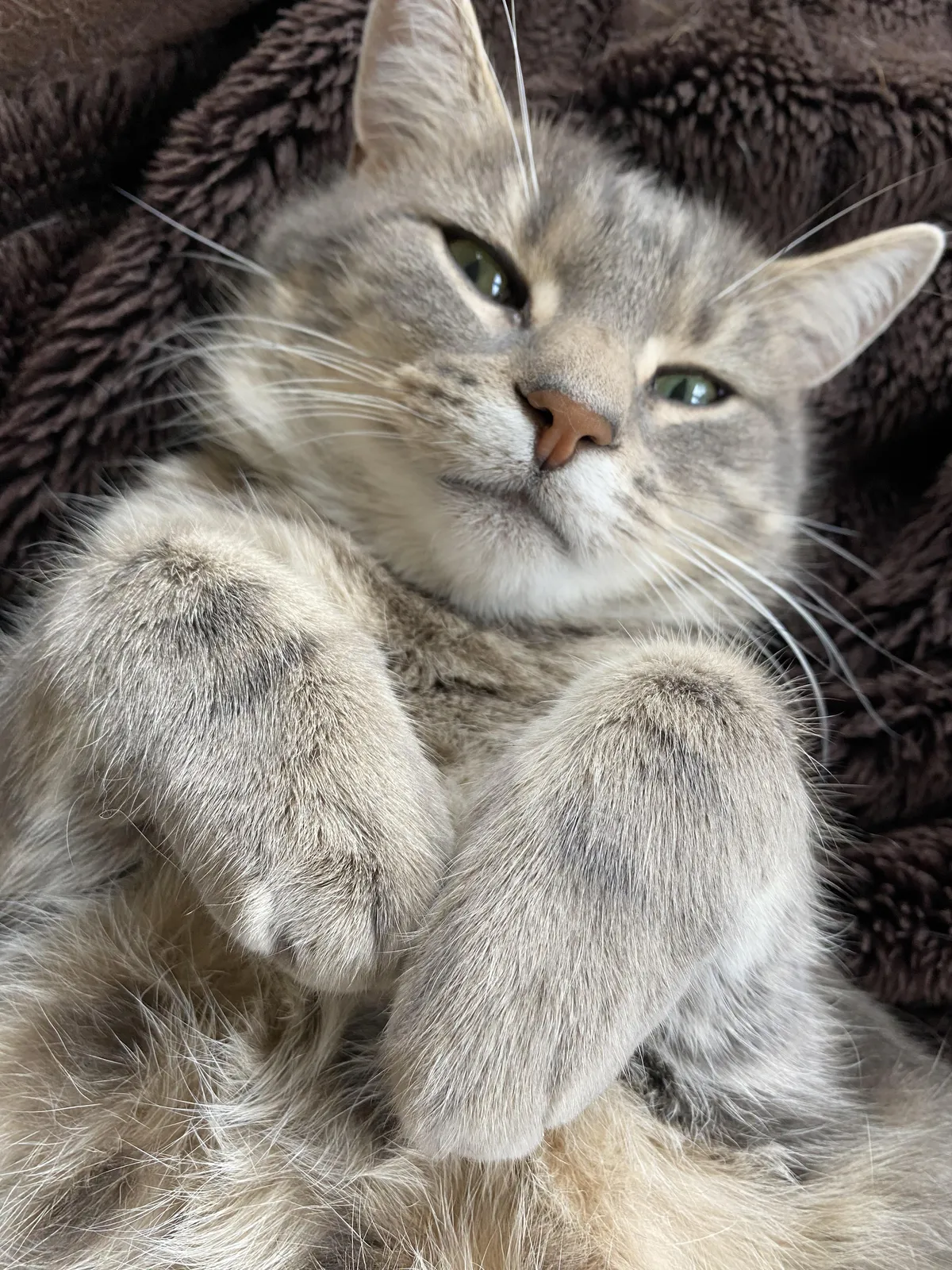 My gray bundle of joy posing for the camera