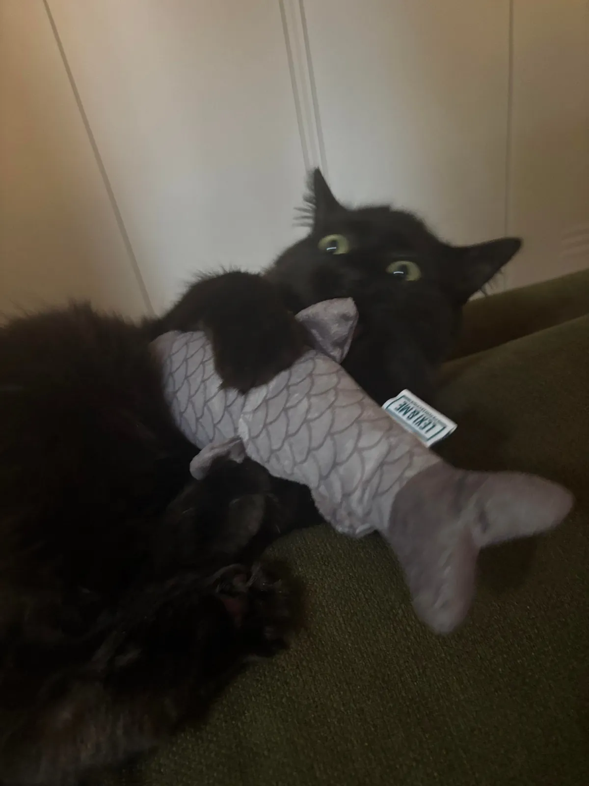 Our new lil man Squid