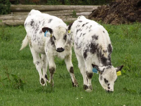 Here are a bunch of pictures of Custard and Cream hanging out with each other! These girls are always together.