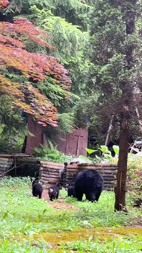 Came back for this years blueberries and brought 3 babies