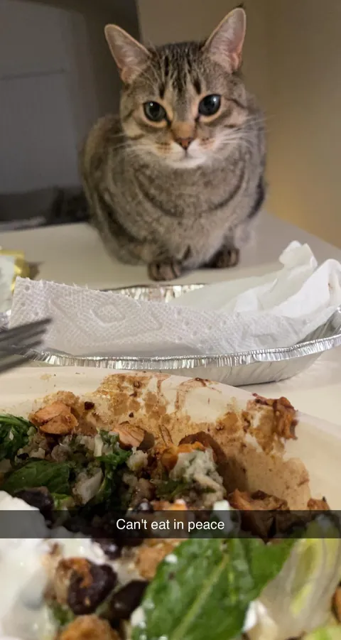 Lost my baby girl of 8 years yesterday