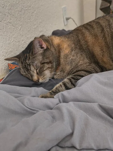 I'll always love and miss you Sushi