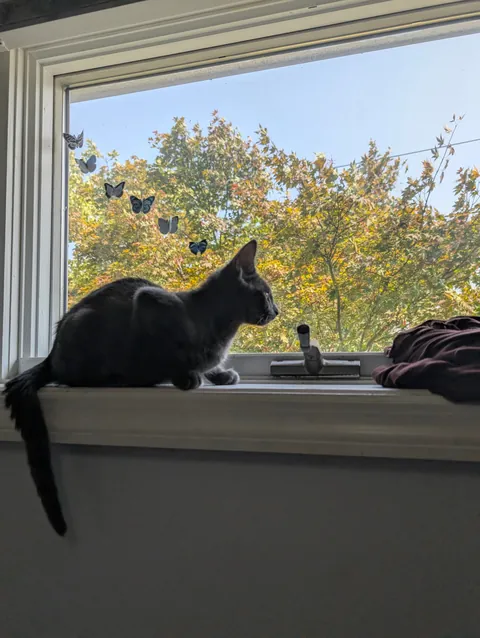 Does my cat look like the famous Indian cat Pyari?