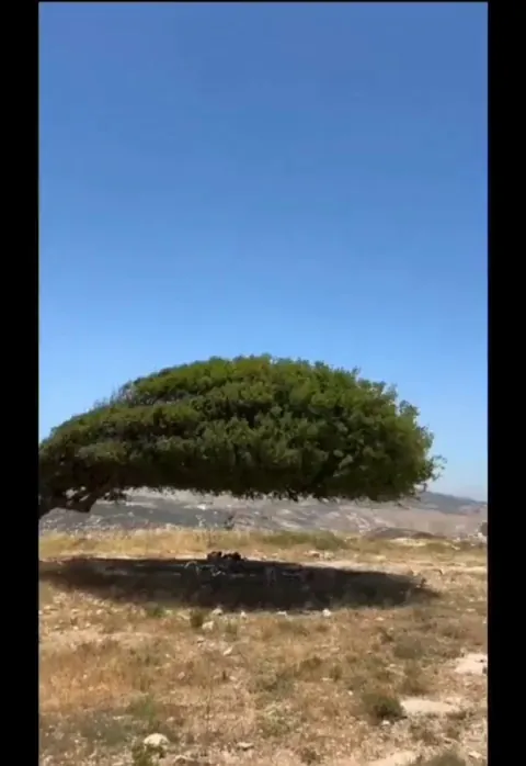 The shape of this tree, formed by decades of strong wind