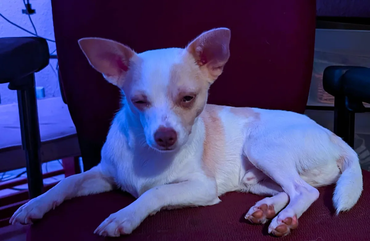 I haven't had my own pup in 12 years, I got the perfect one, his name is Franklin, and he loves everyone.