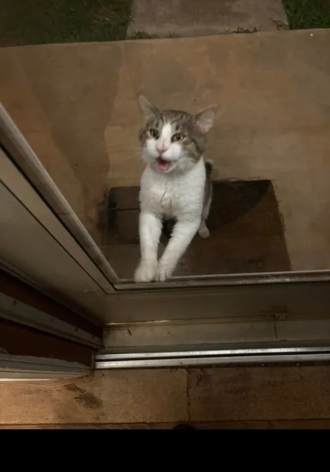 Slowly adopted by a stray