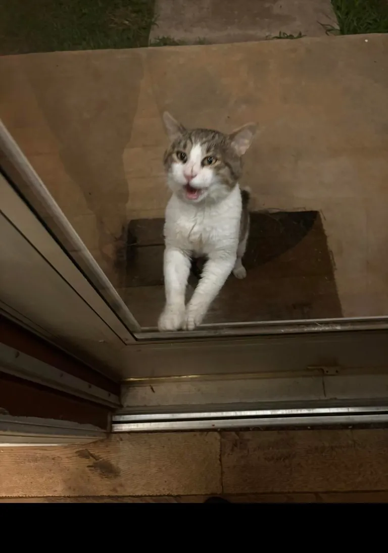 Slowly adopted by a stray