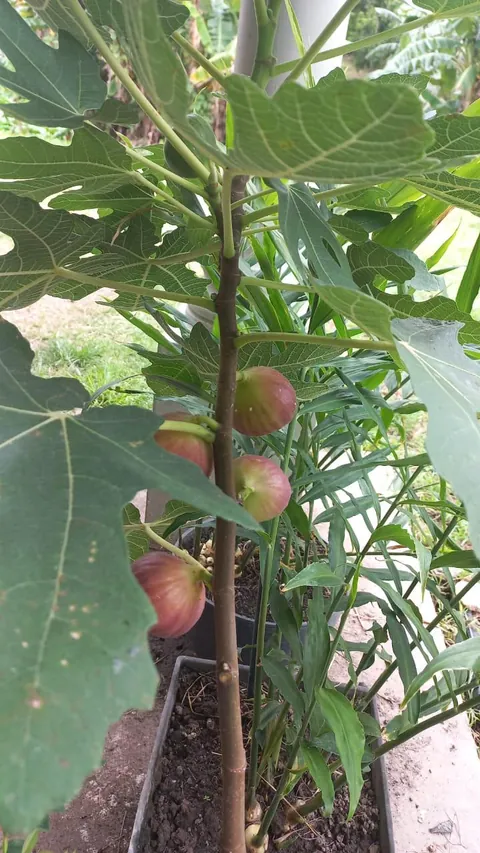 Fig tree in a pot is fruiting