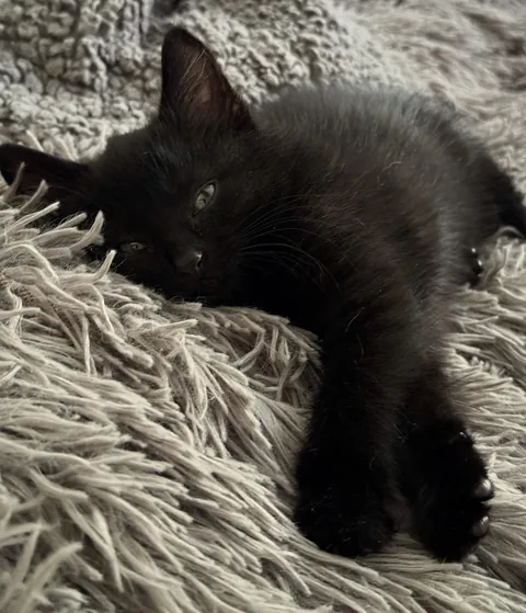 I’ve finally joined the dark side… meet Boo, my 8-week-old shadow.