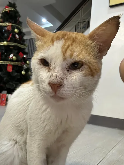 our cat died the other day and a similar looking cat showed up a day later