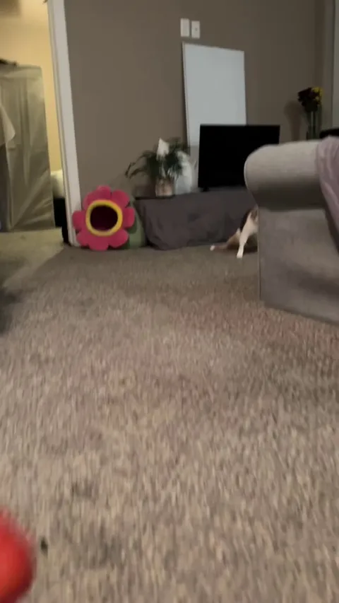 Wobbly Cat Tries To Eat A Strawberry (and kinda succeds?)