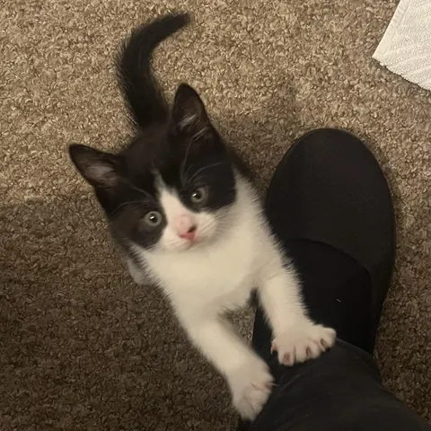 I’m a dog person but this little furball came into my life a few days ago and has taken over my whole world. How can anything that lives be so clever at 7 weeks old? 🤷🏻‍♀️I’m so in love 😭❤️