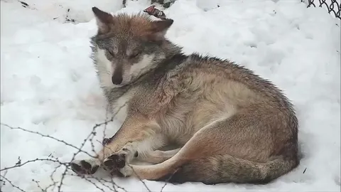 Wolf sits on her sister's head . Source- Wolf Conservation Center/yt