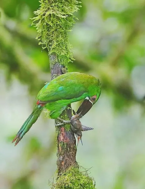 A toucanet eating a hummingbird