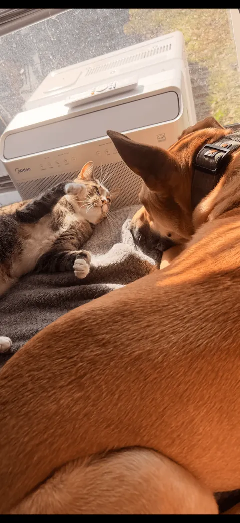 A sequence of events my GF captured