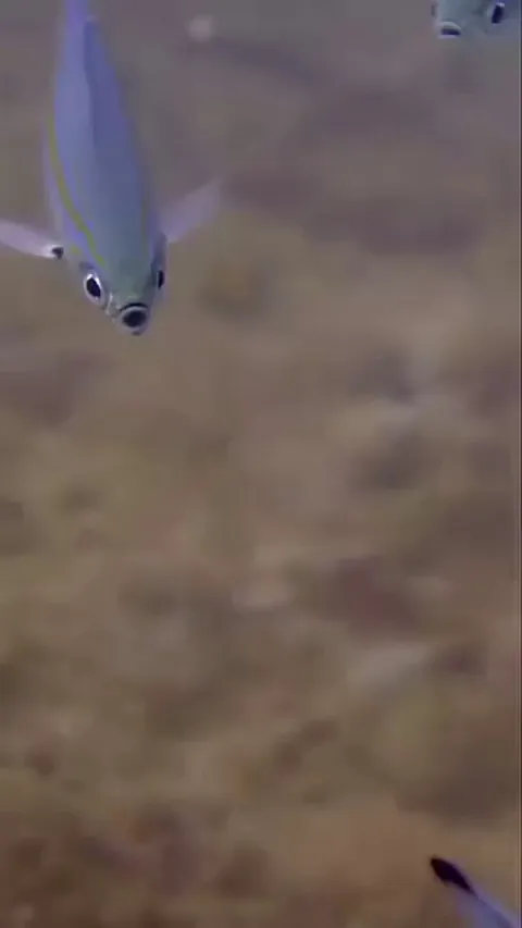 Bluestreak cleaner wrasse getting rid of parasites from a bigger fish