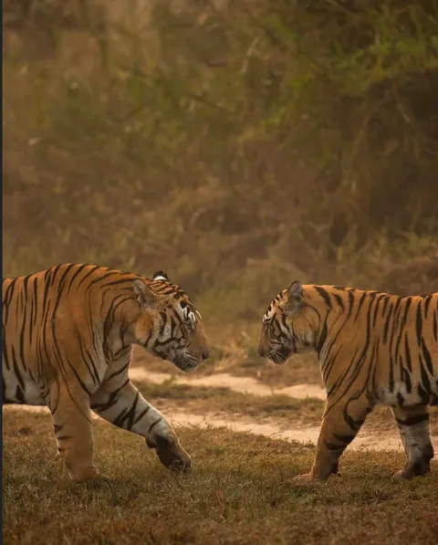 🔥 A male Tiger in Panna National Park interacting with his sub adult cubs. 🔥
