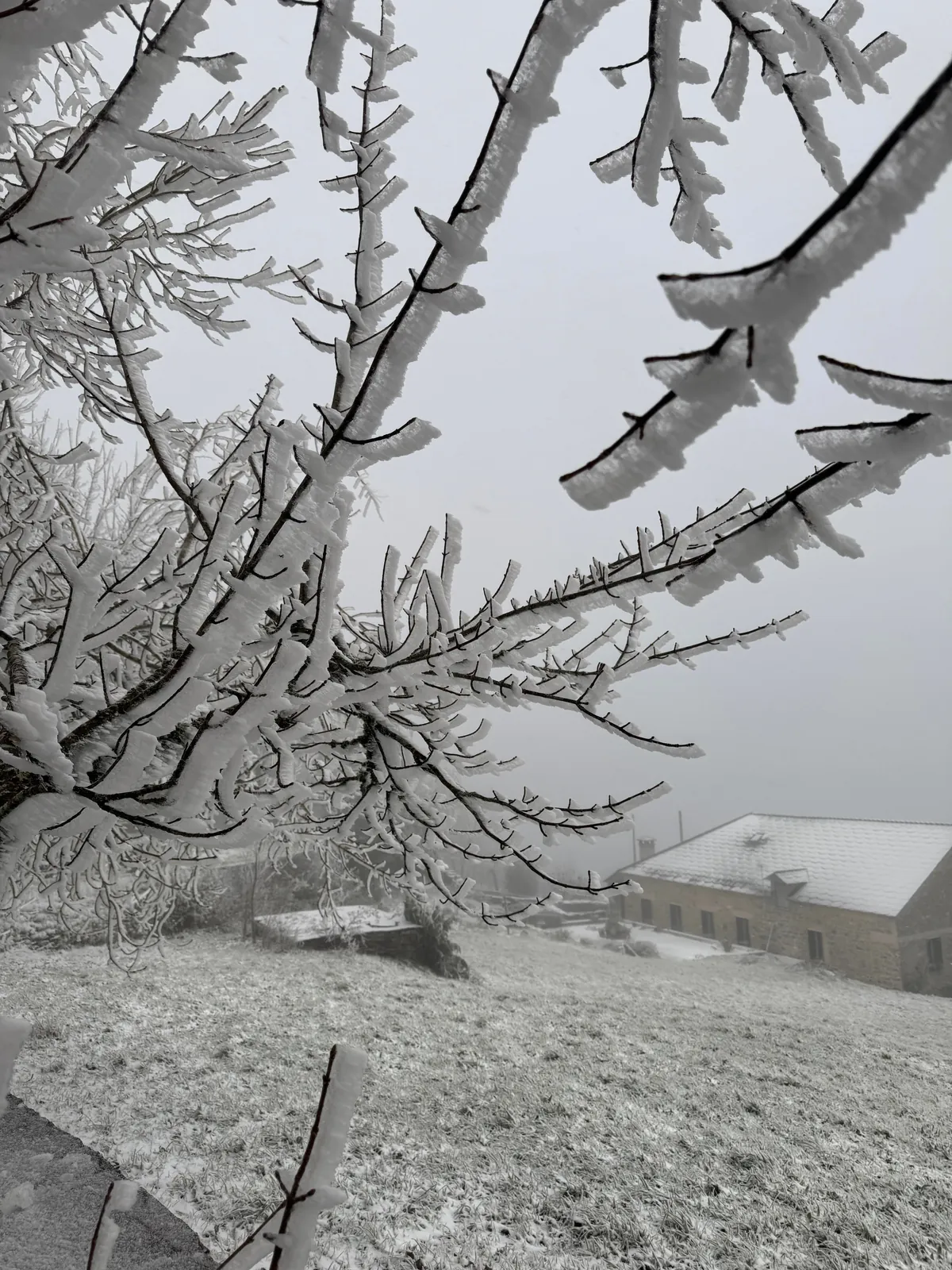 Primeros copos de nieve del año! O Cebreiro, frontera Lugo-León