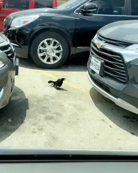 2020 got birds doing crack