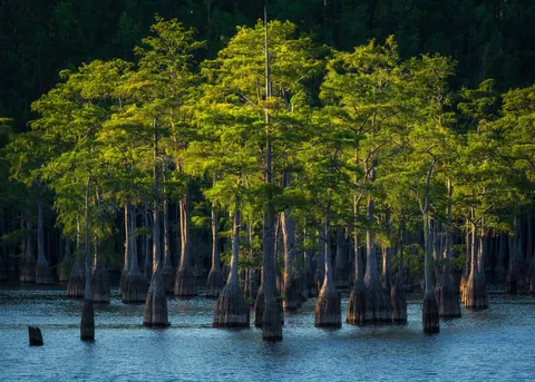 Cypress trees glowing in the evening sun at George L. Smith State Park, Georgia [OC][2048x1463]