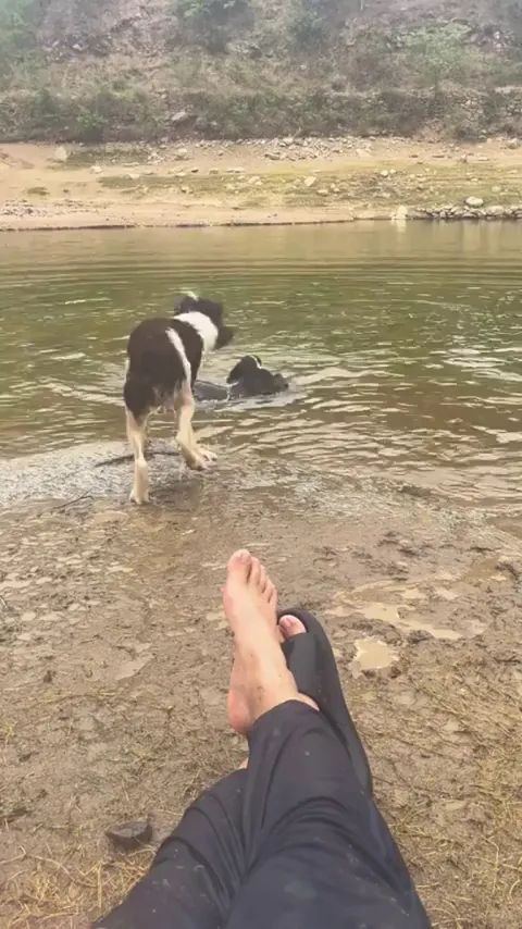 never seen a dog bully a human