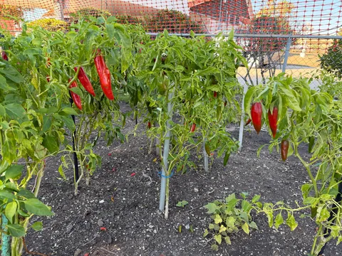 My Korean Mother-In-Law’s garden continues to thrive