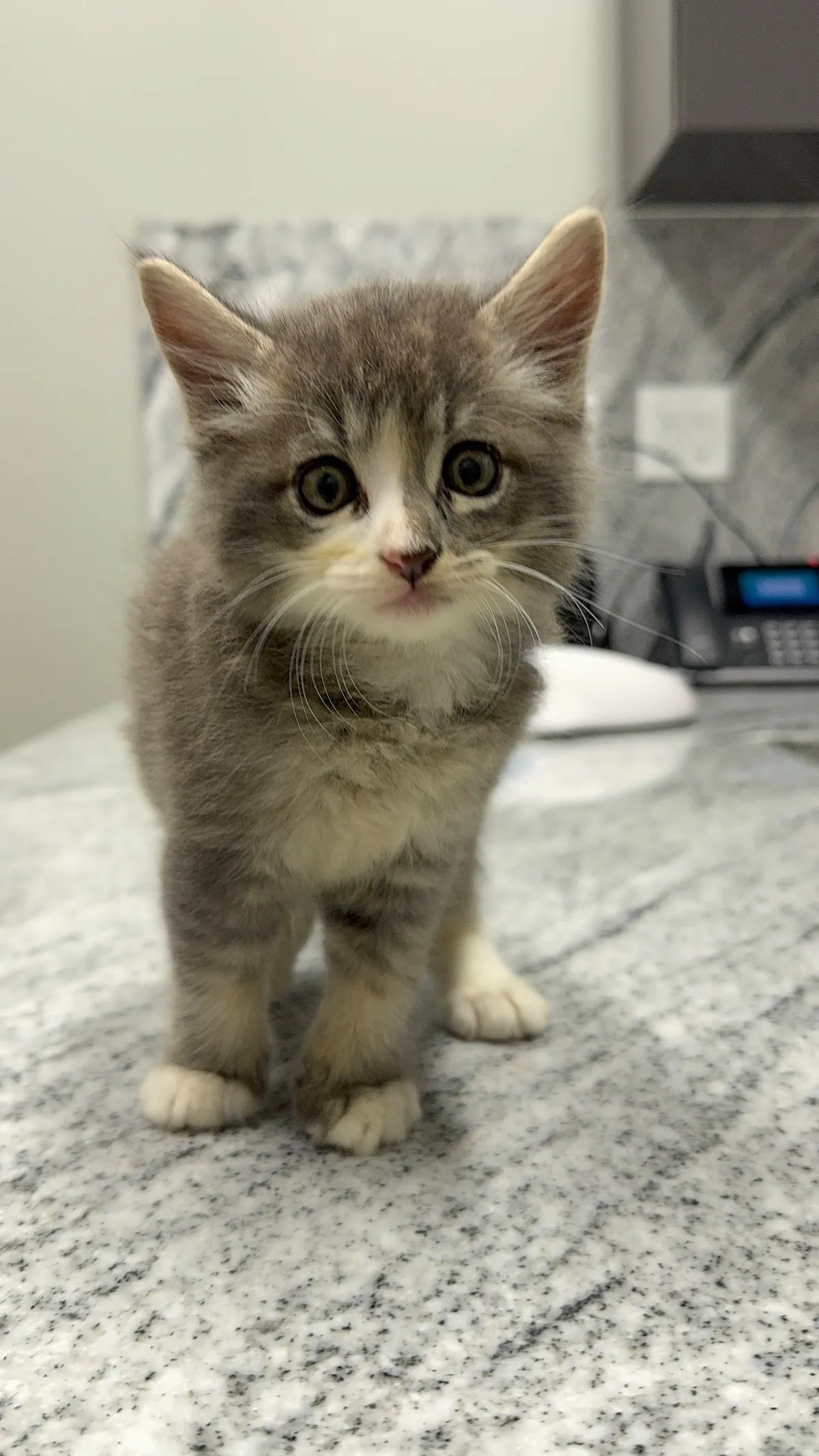 First vet visit and it’s a boy!