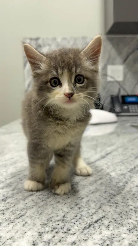 First vet visit and it’s a boy!