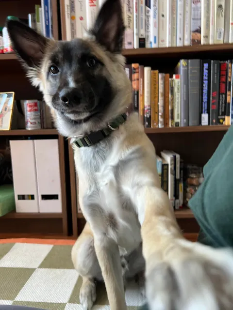 Benny is 1 year old today!