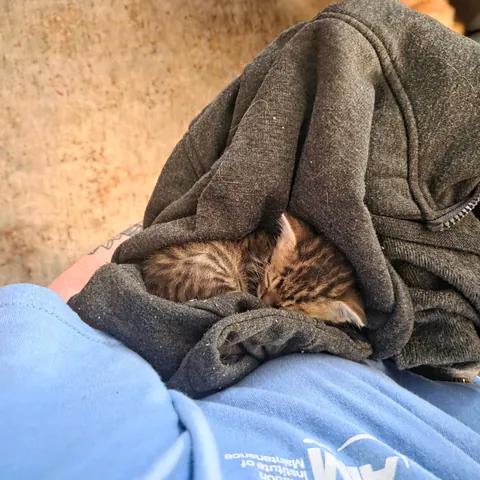 Photo dump of Chimney. The single kitten i found all alone.
