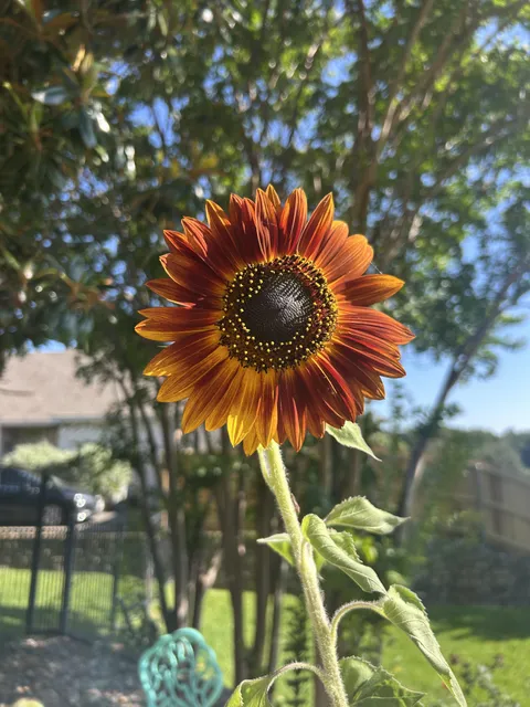 I grew a sunflower from seed in march and she finally bloomed :)