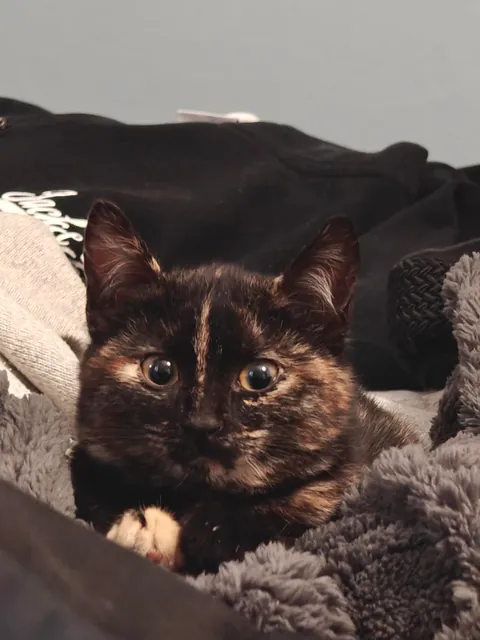 Luna's funny expressions (funniest one at the end) 😺