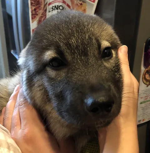 Elkie puppies might be the cutest little guys on the planet 