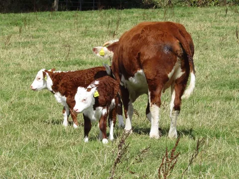 Some photos of Doug and Dean from the past few days. They’re never far apart.