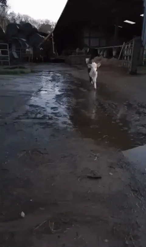 [OC] Nadine coming over for her milk when she was a calf!