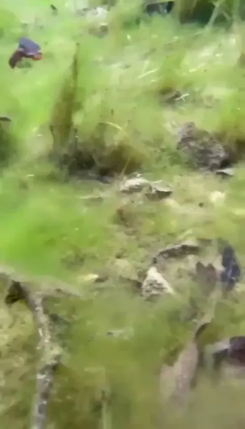 Hi Little Newt in Silverado Canyon CA Creek