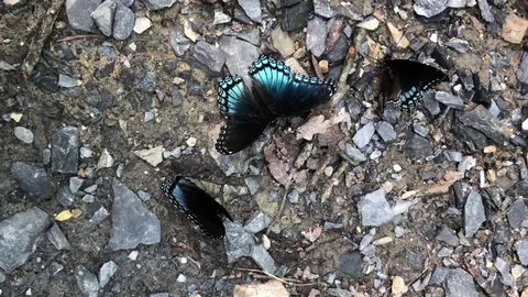 Three photogenic butterfly friends I found on Sugarloaf Mountain, Maryland