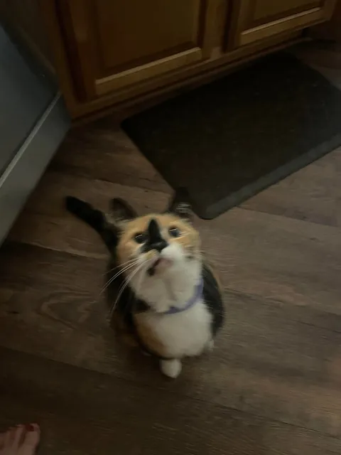 She is the sweetest cat!