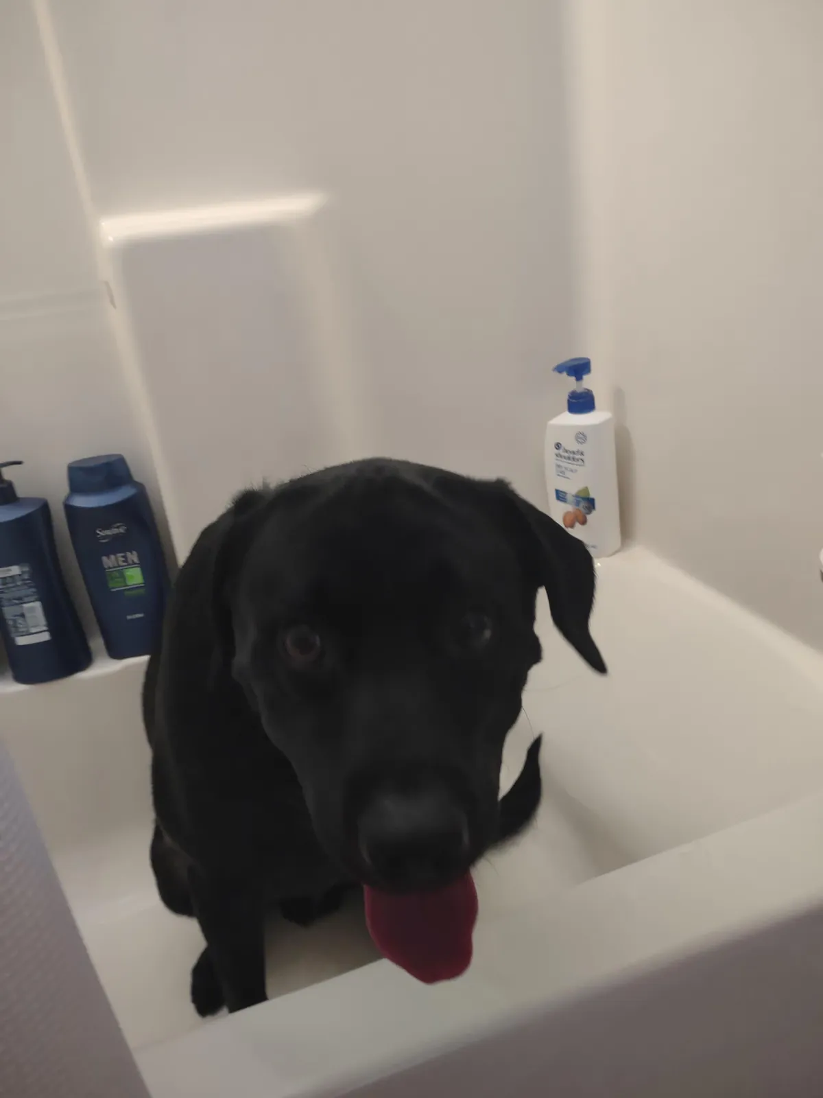 The best pictures of my 3 year old Black Lab!