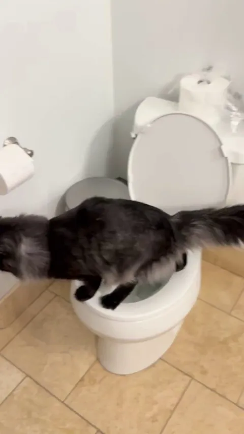 My kitten potty trained himself and my dog is amazed