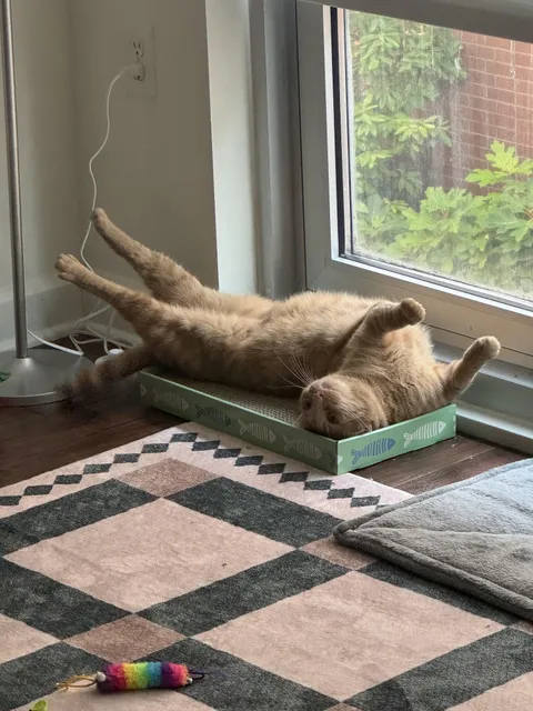 Was a stray for 3 years, in the shelter for 1 year, now he lives his best life 🧡