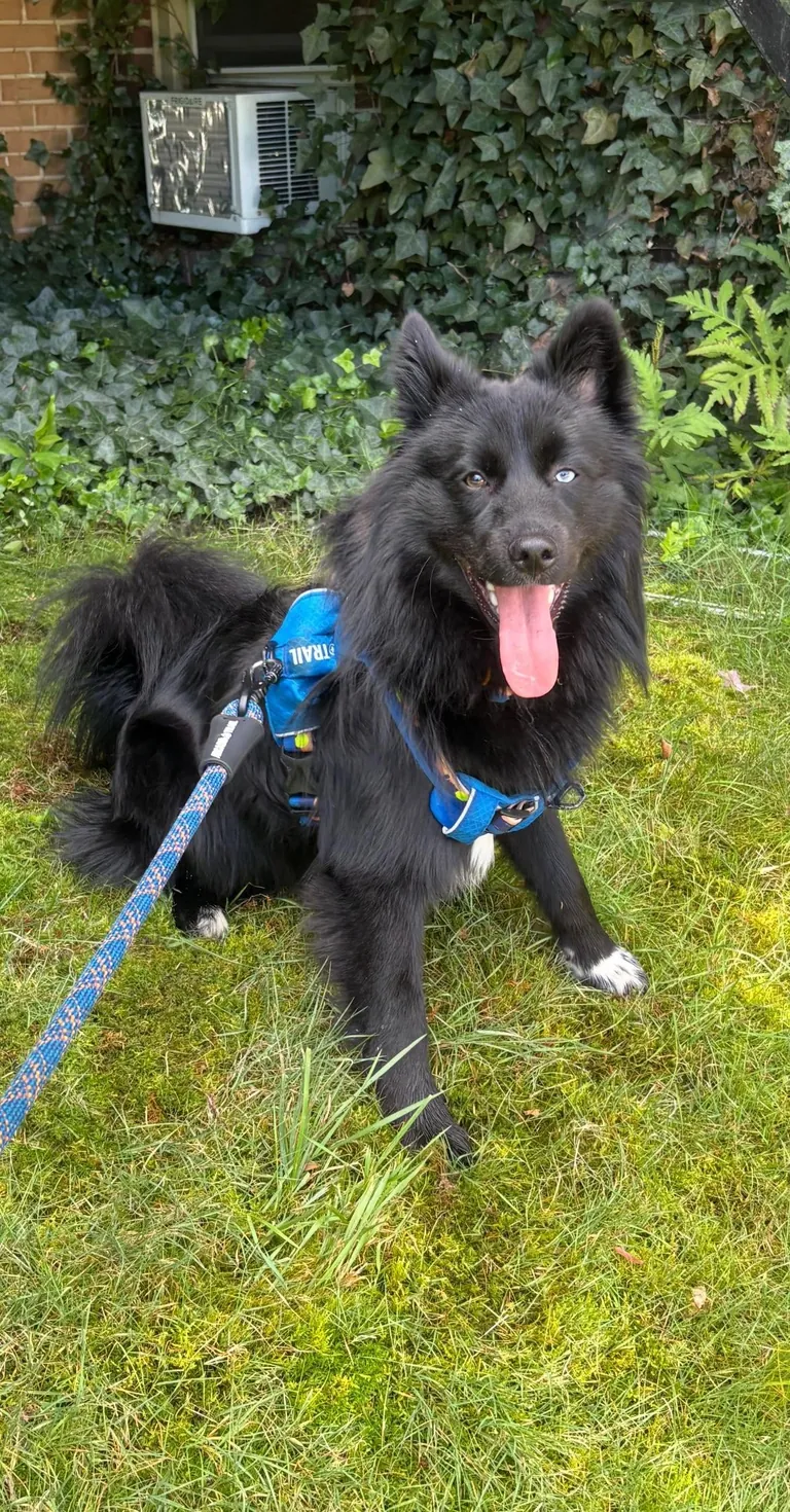 The many faces of a goofy 1 year old Australian Sheppard / American Eskimo (Auskimo?)