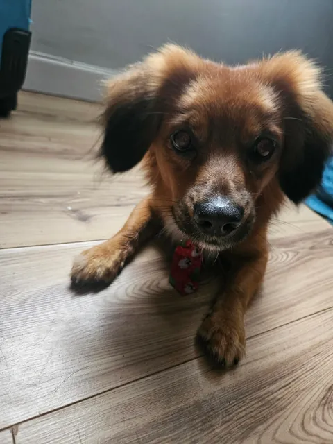 Kevin got given a Christmas tie from the groomers today