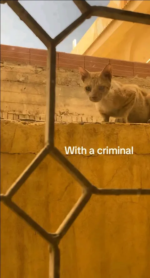 She's in love with a criminal.😛❤️