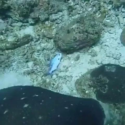 It's a good thing those divers have great observational skills.