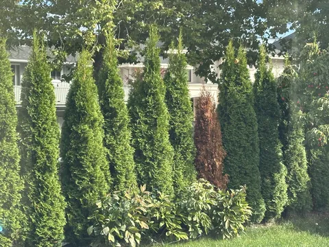 Why does this one hedge always die? Replaced this one 3 times already.