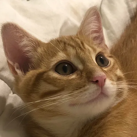 Same kitten, three months old and six months old 🥹