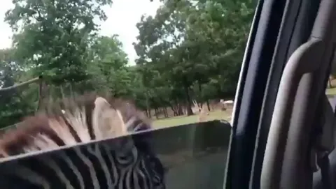Zebra testing car window durability!